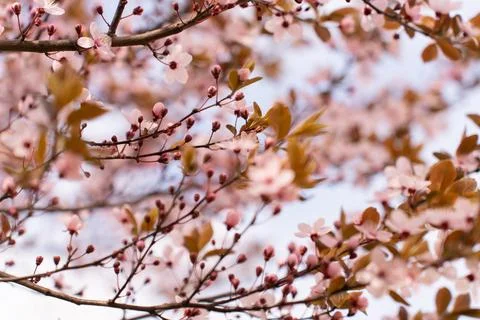 A soft-focus close-up of delicate pink cherry blossoms on a branch, captured in Stock Photos
