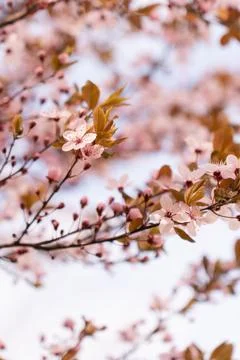 A soft-focus close-up of delicate pink cherry blossoms on a branch, captured in Stock Photos