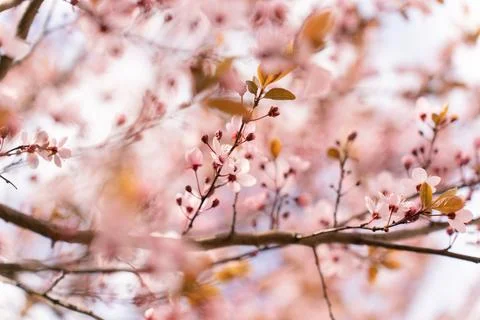 A soft-focus close-up of delicate pink cherry blossoms on a branch, captured in Stock Photos