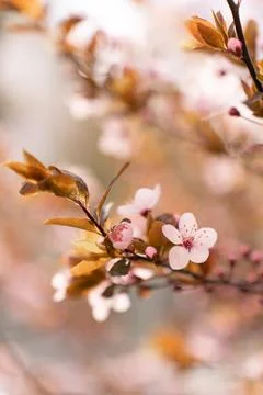 A soft-focus close-up of delicate pink cherry blossoms on a branch, captured in Stock Photos