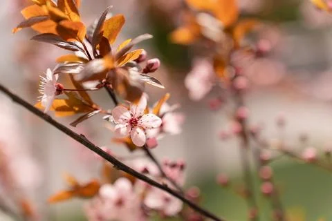 A soft-focus close-up of delicate pink cherry blossoms on a branch, captured in Stock Photos