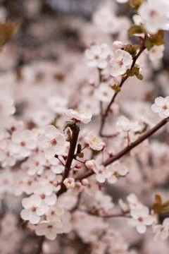 A soft-focus close-up of delicate pink cherry blossoms on a branch, captured in Stock Photos