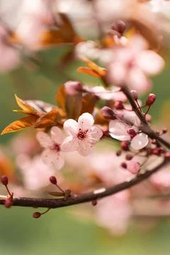 A soft-focus close-up of delicate pink cherry blossoms on a branch, captured in Stock Photos