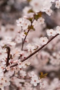 A soft-focus close-up of delicate pink cherry blossoms on a branch, captured in Stock Photos