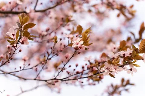 A soft-focus close-up of delicate pink cherry blossoms on a branch, captured in Stock Photos