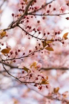 A soft-focus close-up of delicate pink cherry blossoms on a branch, captured in Stock Photos