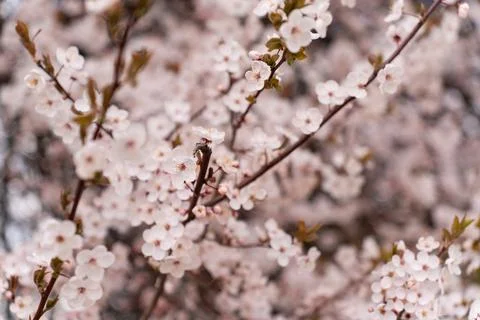A soft-focus close-up of delicate pink cherry blossoms on a branch, captured in Stock Photos