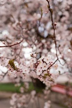 A soft-focus close-up of delicate pink cherry blossoms on a branch, captured in Stock Photos