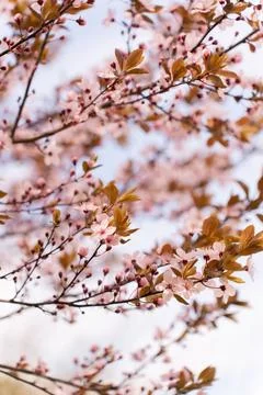 A soft-focus close-up of delicate pink cherry blossoms on a branch, captured in Stock Photos
