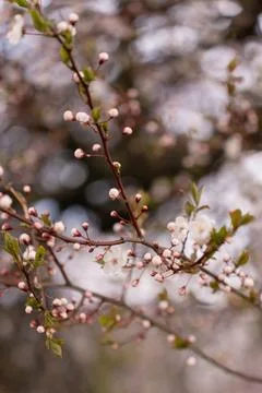 A soft-focus close-up of delicate pink cherry blossoms on a branch, captured in Stock Photos