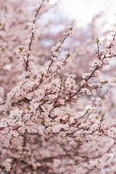 A soft-focus close-up of delicate pink cherry blossoms on a branch, captured in Stock Photos