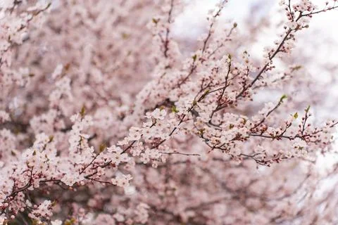 A soft-focus close-up of delicate pink cherry blossoms on a branch, captured in Stock Photos