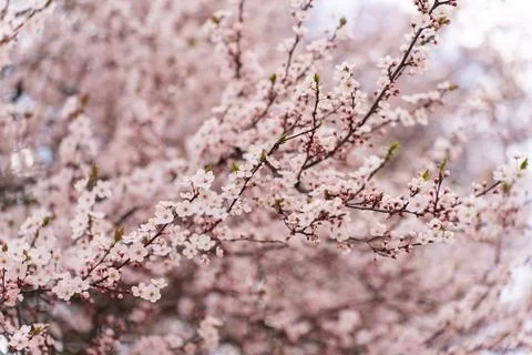 A soft-focus close-up of delicate pink cherry blossoms on a branch, captured in Stock Photos