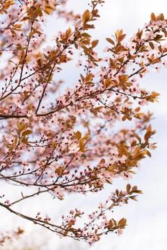 A soft-focus close-up of delicate pink cherry blossoms on a branch, captured in Stock Photos