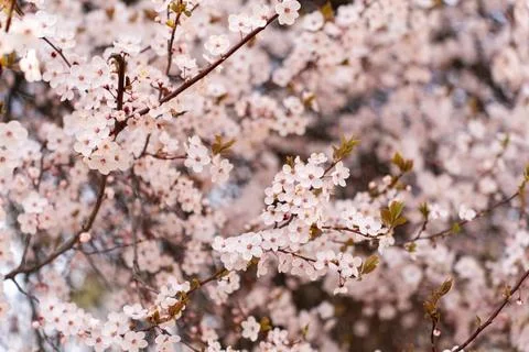 A soft-focus close-up of delicate pink cherry blossoms on a branch, captured in Stock Photos