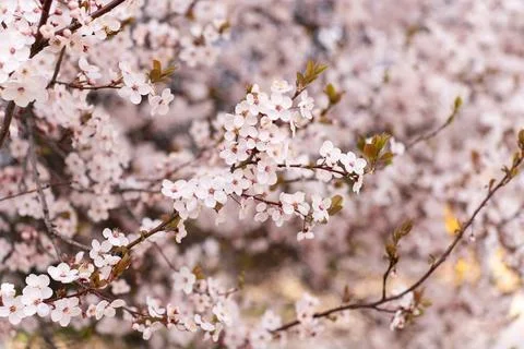 A soft-focus close-up of delicate pink cherry blossoms on a branch, captured in Stock Photos