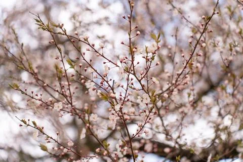 A soft-focus close-up of delicate pink cherry blossoms on a branch, captured in Stock Photos