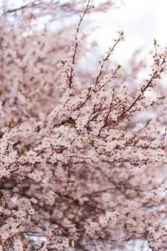 A soft-focus close-up of delicate pink cherry blossoms on a branch, captured in Stock Photos