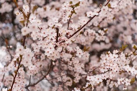 A soft-focus close-up of delicate pink cherry blossoms on a branch, captured in Stock Photos