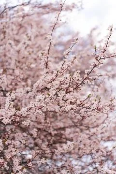A soft-focus close-up of delicate pink cherry blossoms on a branch, captured in Stock Photos
