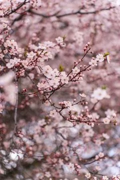 A soft-focus close-up of delicate pink cherry blossoms on a branch, captured in Stock Photos