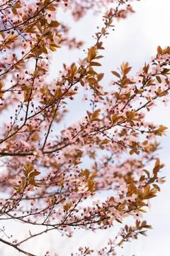 A soft-focus close-up of delicate pink cherry blossoms on a branch, captured in Stock Photos