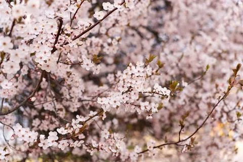 A soft-focus close-up of delicate pink cherry blossoms on a branch, captured in Stock Photos
