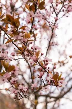 A soft-focus close-up of delicate pink cherry blossoms on a branch, captured in Stock Photos