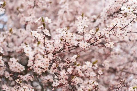 A soft-focus close-up of delicate pink cherry blossoms on a branch, captured in Stock Photos