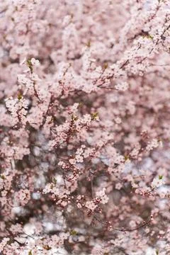 A soft-focus close-up of delicate pink cherry blossoms on a branch, captured in Stock Photos