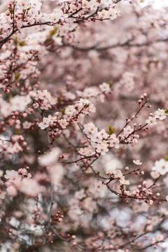 A soft-focus close-up of delicate pink cherry blossoms on a branch, captured in Stock Photos