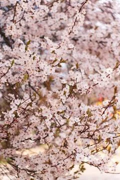 A soft-focus close-up of delicate pink cherry blossoms on a branch, captured in Stock Photos