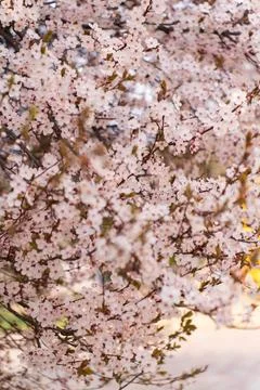A soft-focus close-up of delicate pink cherry blossoms on a branch, captured in Stock Photos