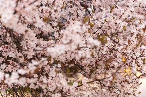 A soft-focus close-up of delicate pink cherry blossoms on a branch, captured in Stock Photos