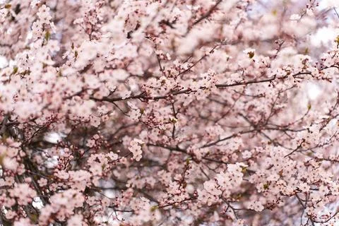 A soft-focus close-up of delicate pink cherry blossoms on a branch, captured in Stock Photos