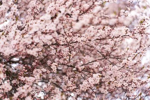 A soft-focus close-up of delicate pink cherry blossoms on a branch, captured in Stock Photos
