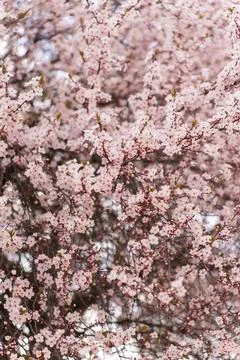 A soft-focus close-up of delicate pink cherry blossoms on a branch, captured in Stock Photos