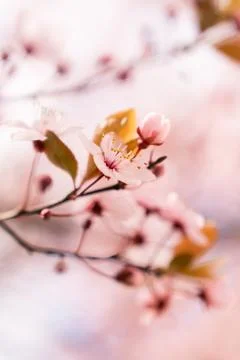 A soft-focus close-up of delicate pink cherry blossoms on a branch, captured in Stock Photos