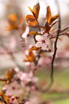 A soft-focus close-up of delicate pink cherry blossoms on a branch, captured in Stock Photos