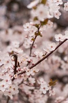 A soft-focus close-up of delicate pink cherry blossoms on a branch, captured in Stock Photos