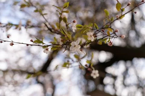 A soft-focus close-up of delicate pink cherry blossoms on a branch, captured in Stock Photos