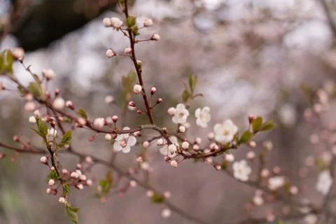 A soft-focus close-up of delicate pink cherry blossoms on a branch, captured in Stock Photos