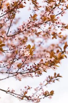 A soft-focus close-up of delicate pink cherry blossoms on a branch, captured in Stock Photos