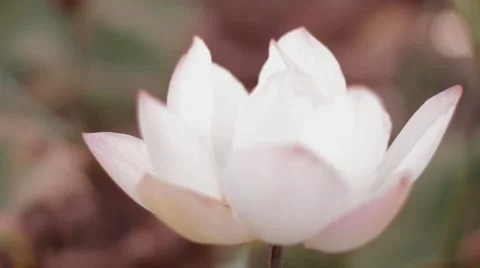 Soft Focus Close-up flower Cambodia Countryside Stock Footage 42681159