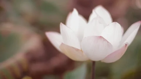 Soft Focus Close-up flower Cambodia Countryside Stock Footage 42681664