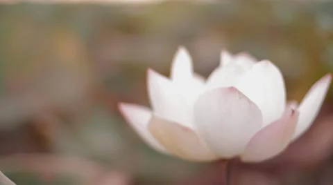 Soft Focus Close-up flower Cambodia Countryside Stock Footage 42682336