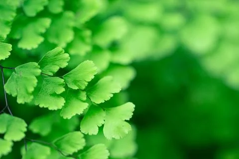 Soft focus close-up of fresh green maidenhair fern leaves Stock Photos