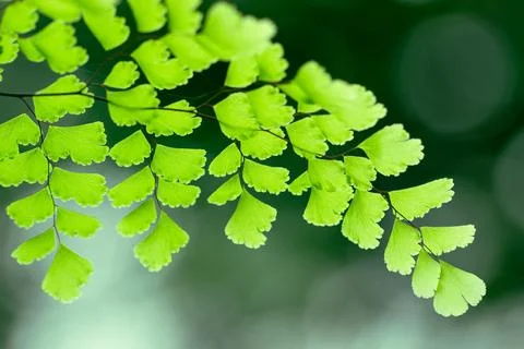 Soft focus close-up of fresh green maidenhair fern leaves Stock Photos