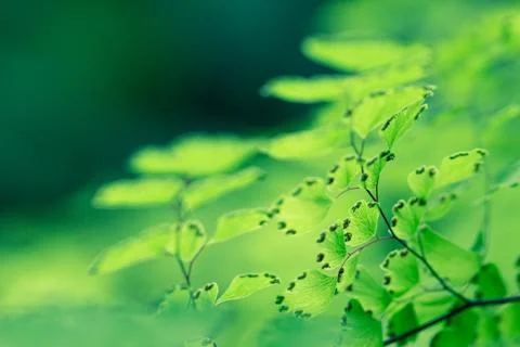 Soft focus close-up of fresh green maidenhair fern leaves Stock Photos