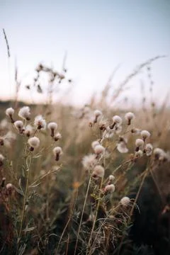 Soft focus close up of many stems in the evening field. Spikelets of grass sway Stock Photos
